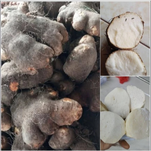 

1 Kg Uwi Putih Mentah/ Umbi Uwi Putih Legi Pulen Dioscorea spp