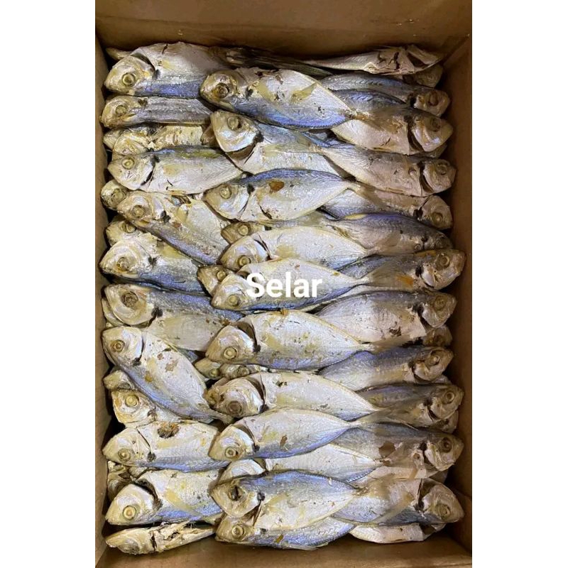 

ikan asin selar mentah lampung