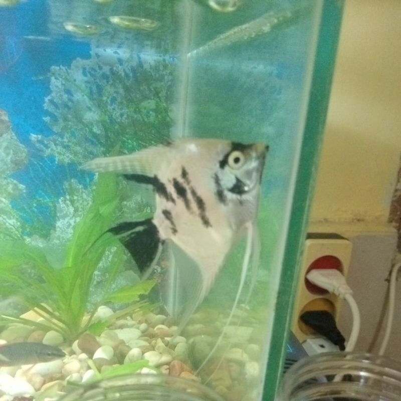 Hiasan Aquarium Manfish Clown