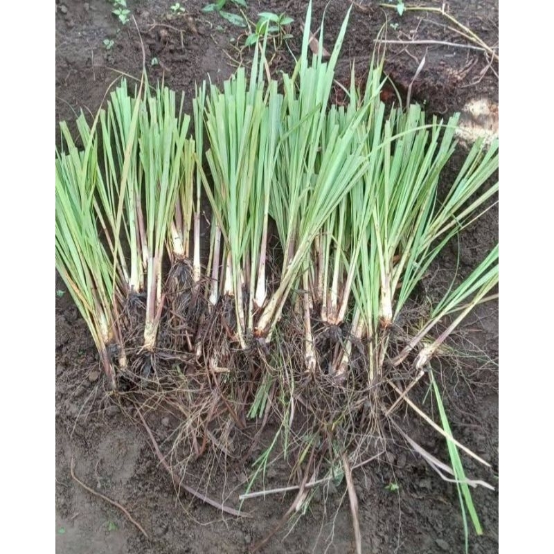Bibit sereh/serai dapur siap tanam