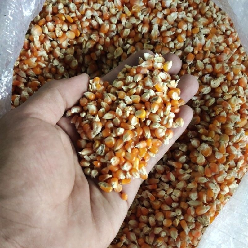

jagung kristal merpati murah cap saudara kualitas terjamin
