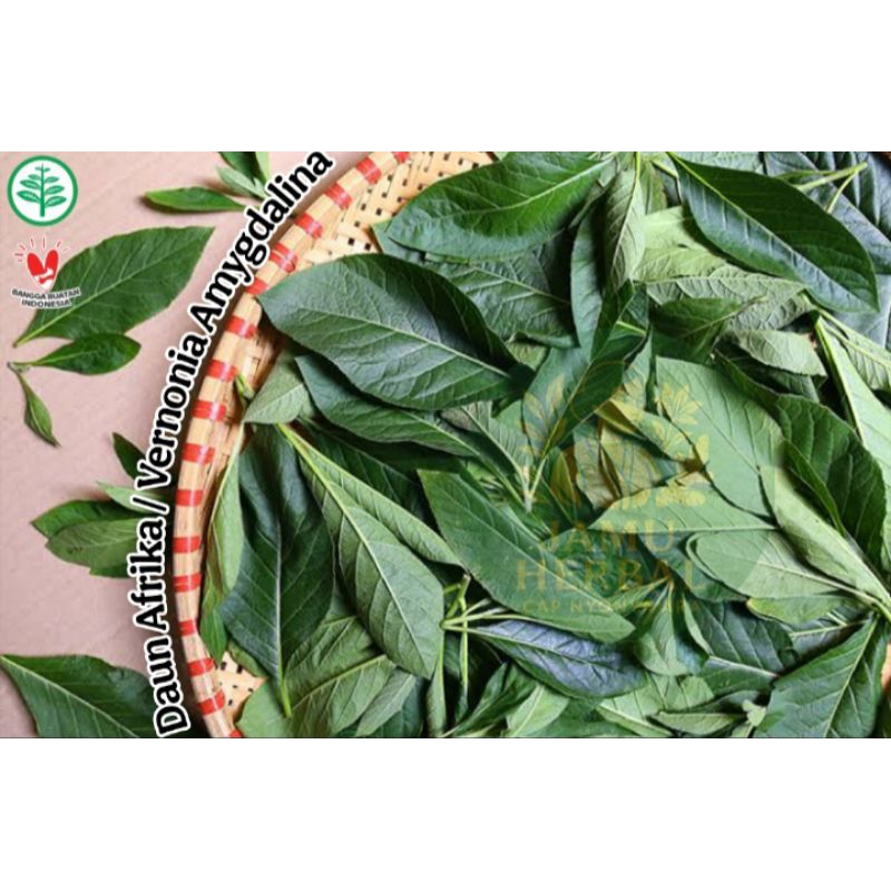 

Daun Sambung Nyawa Segar / Kering Herbal Alami | Daun Afrika - Alami Tanpa Obat Kimia (100 Lembar)