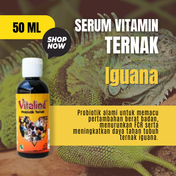 Vitamin ternak iguana vitamin iguana kecil  vitamin iguana super red  vitamin iguana murah  vitamin 