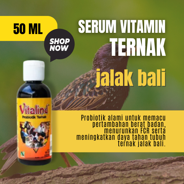 Vitamin hewan ternak jalak bali vitamin jalak kebo  vitamin jalak suren  vitamin jalak suren gacor  