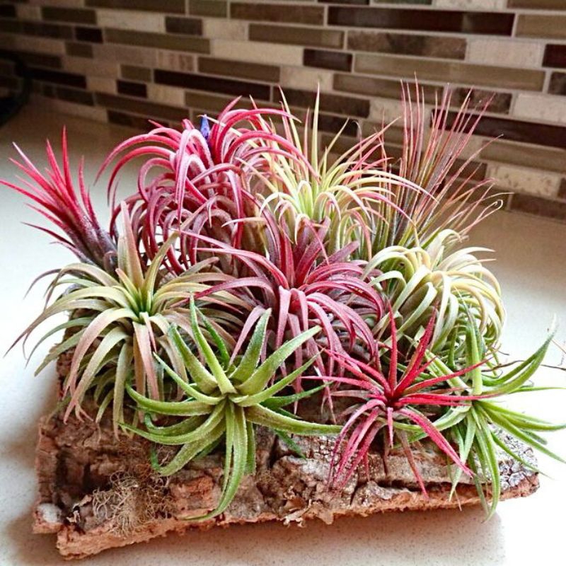 Tillandsia Tanaman Udara Ionantha Fuego Rubra Funckiana Vanhyningii