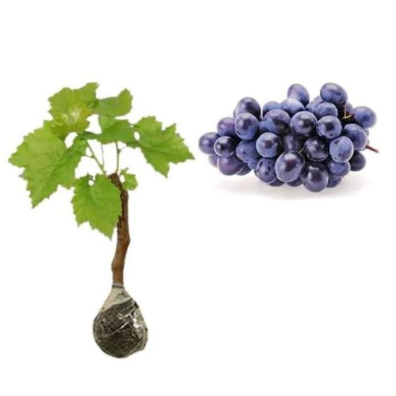 bibit anggur alfonso hitam