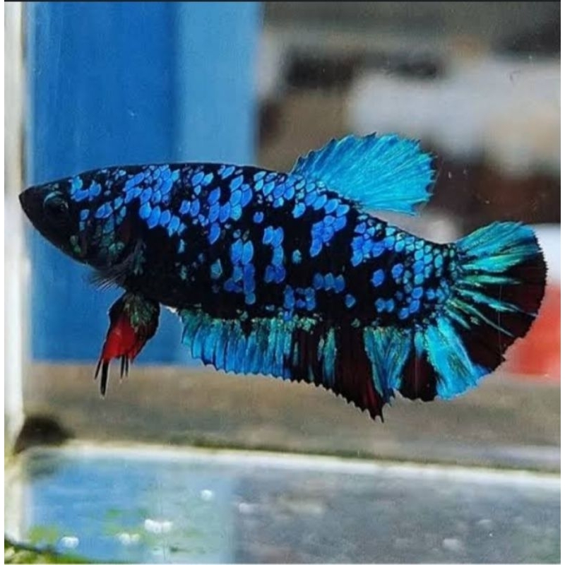 BETINA AVATAR GORDON SUDAH MECAH BUKAN BESGEL