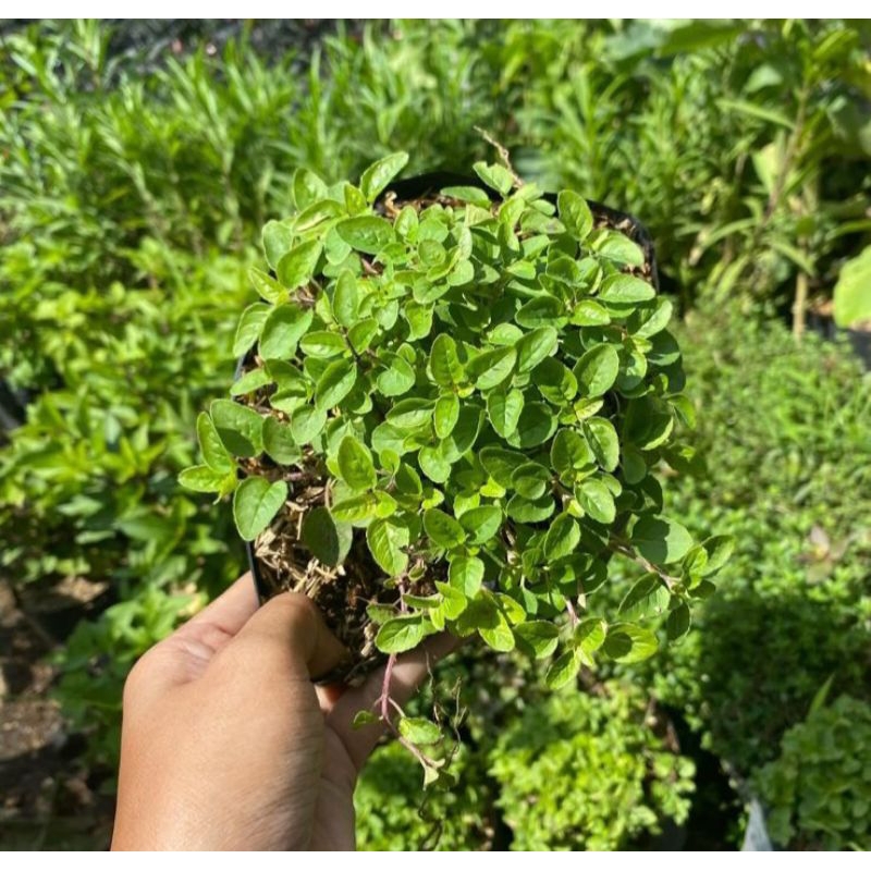 Bibit tanaman oregano - bibit oregano - tanaman toga
