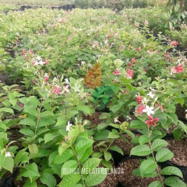 Tanaman Bunga Melati Belanda Merah