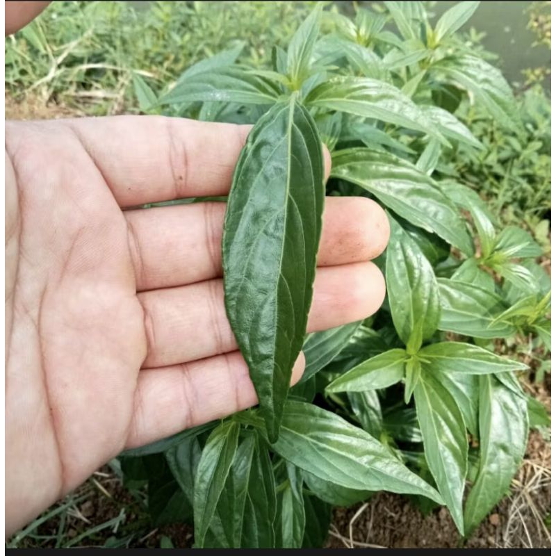 

DAUN SAMBILOTO SEGAR 10 PCS/DAUN HERBAL