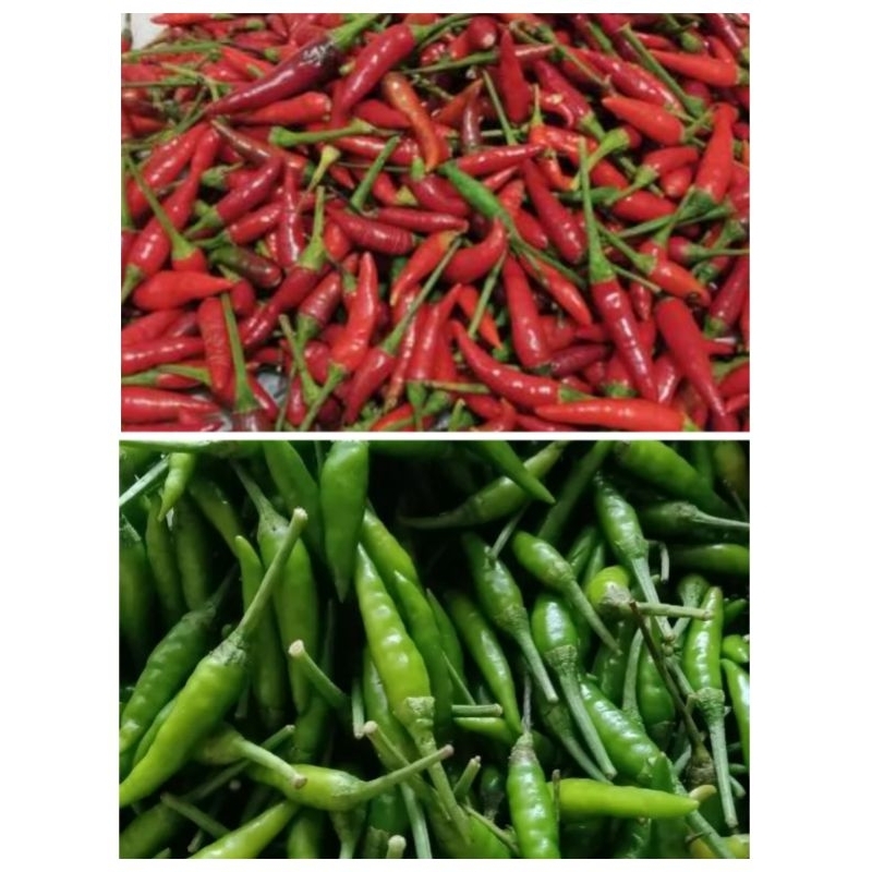 

Cabe Rawit Langka Cengek Caplak Pedas 100 Gram