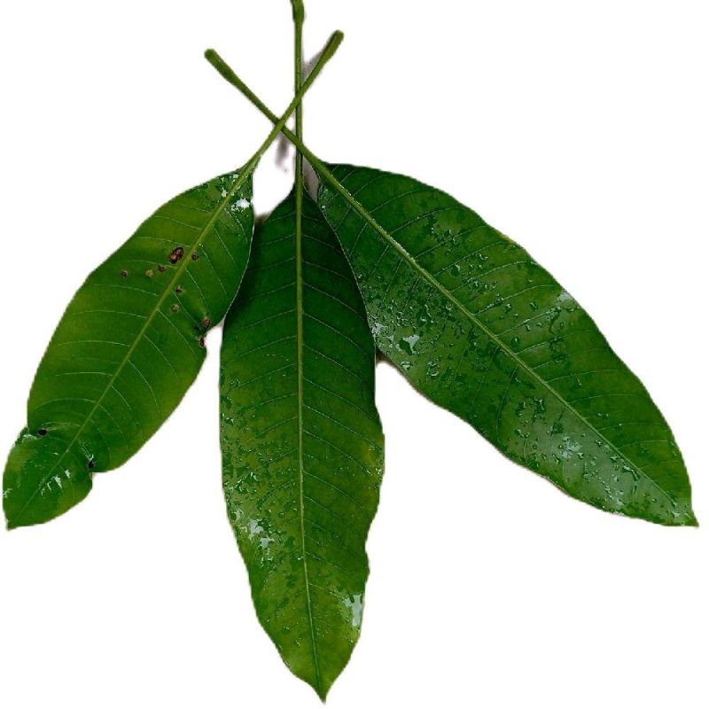 

Daun mangga segar petik langsung 50 lembar