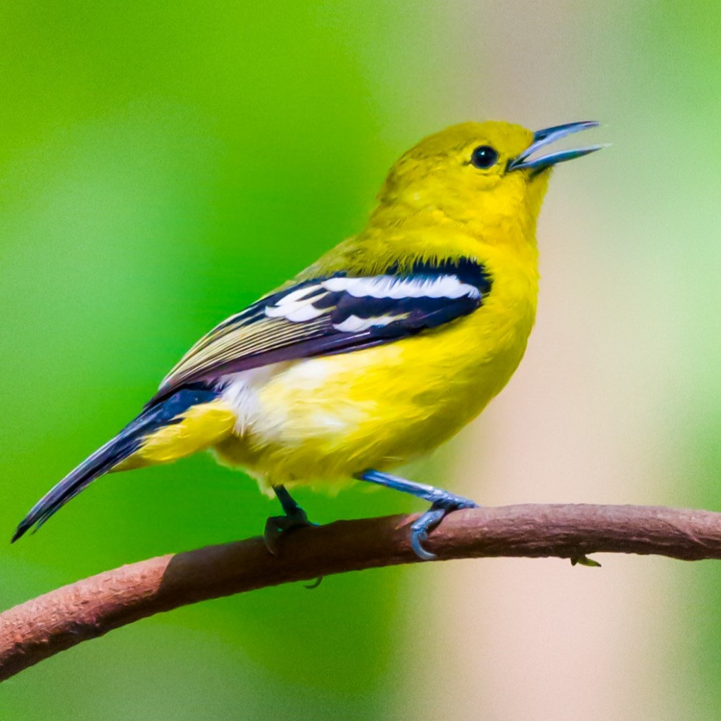 Burung Cipoh Sirtu Ekor Hitam Bahan Pilihan Jantan Mulus