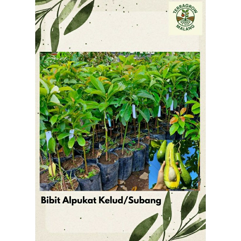 Bibit Alpukat Kelud/Subang