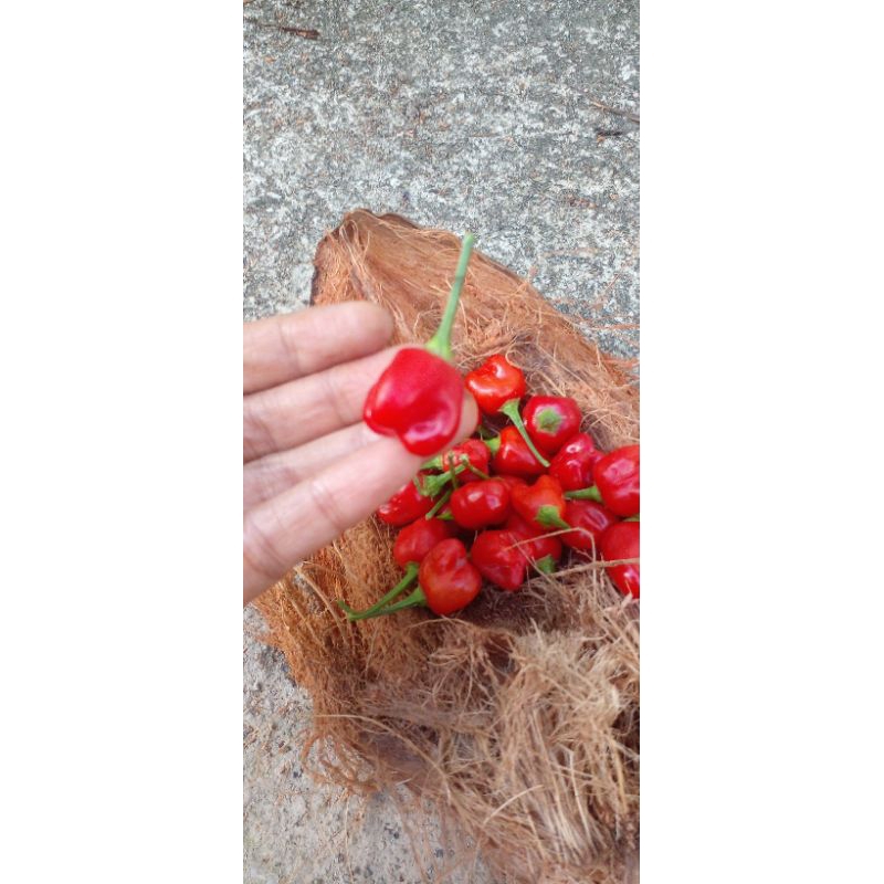 

5 BIBIT BIJI CABE RAWIT PAPRIKA