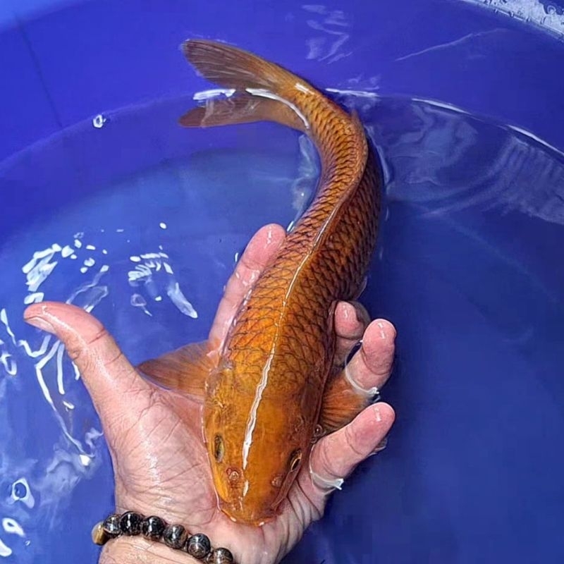 Ikan Koi Blitar Jenis Chagoi / Rumah Koi Jakarta / kode 0016