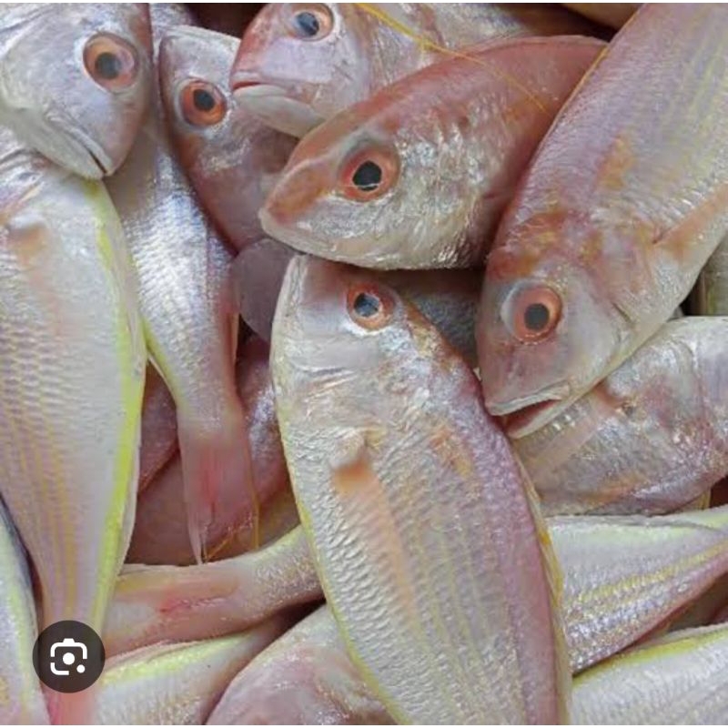 

IKAN MERAH 1 kg ( JM 1 kosong)