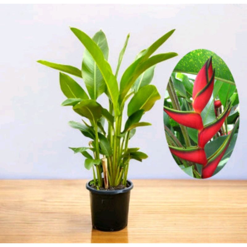 Tanaman Hias Calathea Pisang Heliconia / Pisang-Pisangan / Calathea Pisang Ladydays Tinggi 70-90 cm
