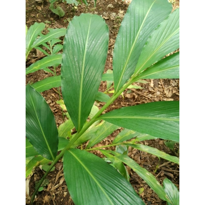 

1 KG Daun Kapulaga Segar - Rempah Herbal Alami | Daun Kapulaga Masak & Obat Tradisional