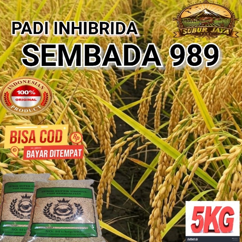 (5KG) Benih Padi SEMBADA - 989 Bibit Padi INHIBRIDA Gabah Super Unggul Kualitas Terbaik,