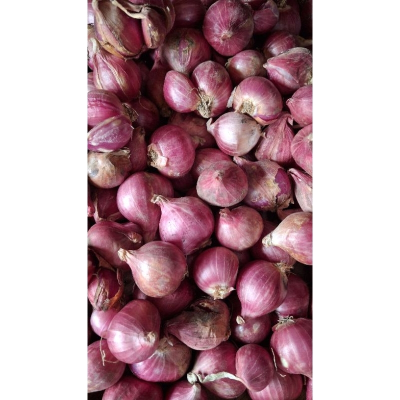 

Bawang Merah Tanggung