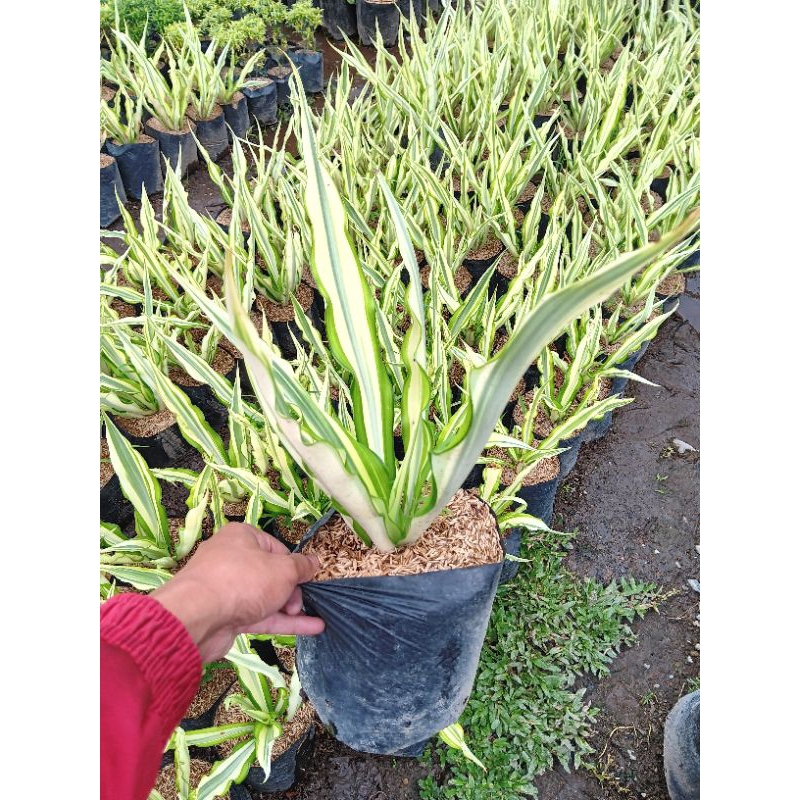 Tanaman Hias Agave Putih | Agave Varigata