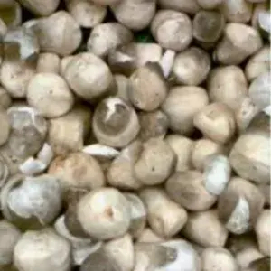 

Jamur Merang 250g