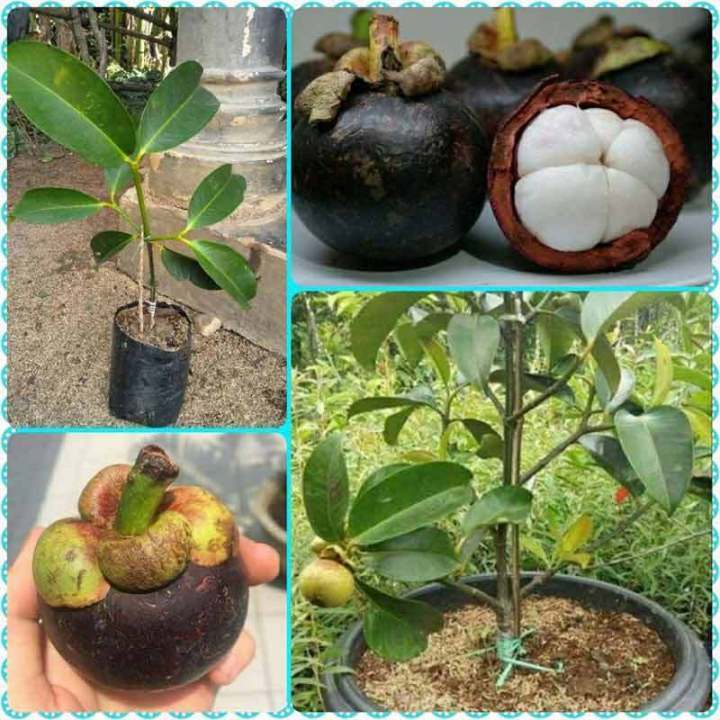 bibit manggis (bijii) cepat berbuah / bibit manggis sudah berbuah