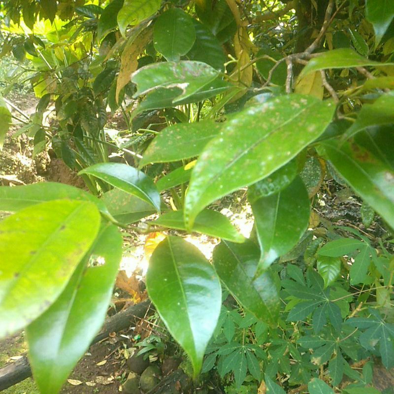

Daun pala herbal 200gr