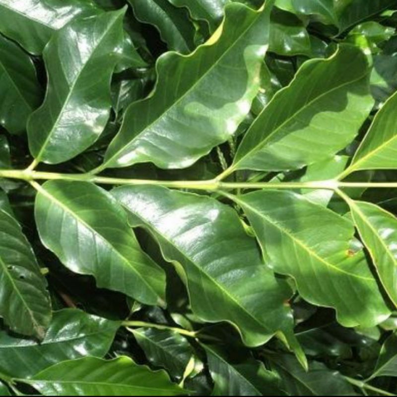 

100 lembar daun kopi segar