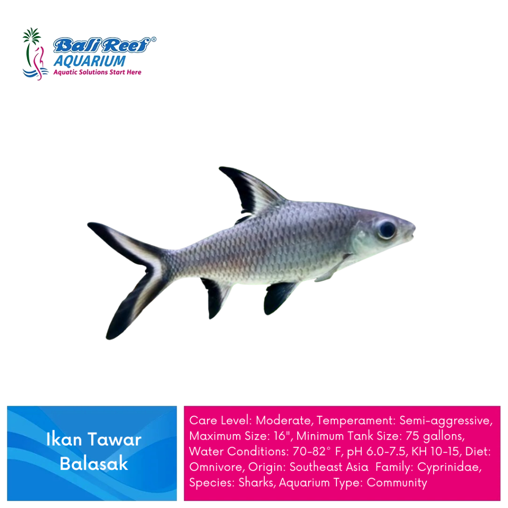 Ikan Hias Air Tawar Community Bala Shark HIasan Aquarium Size XL