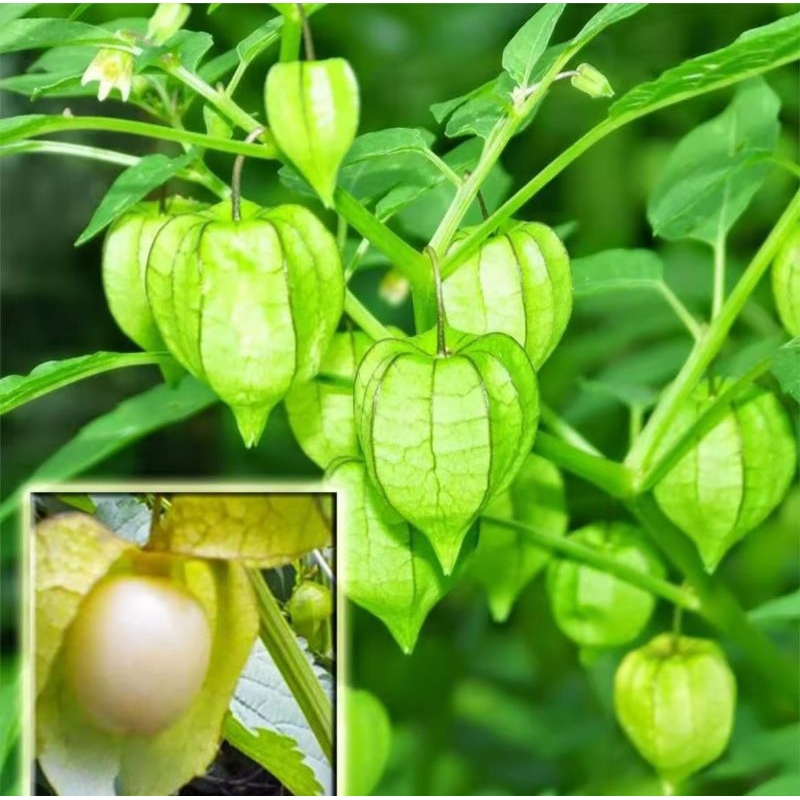 

Buah Ciplukan/Cecenet Akar Batang Daun,Segar per 300g