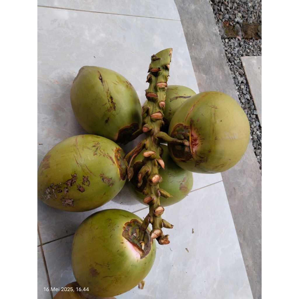 

degan wulung kelapa muda wulung