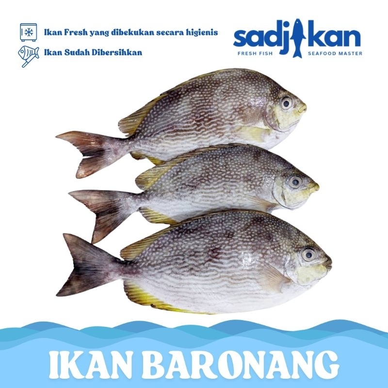 

Ikan Baronang 1kg Fresh Frozen