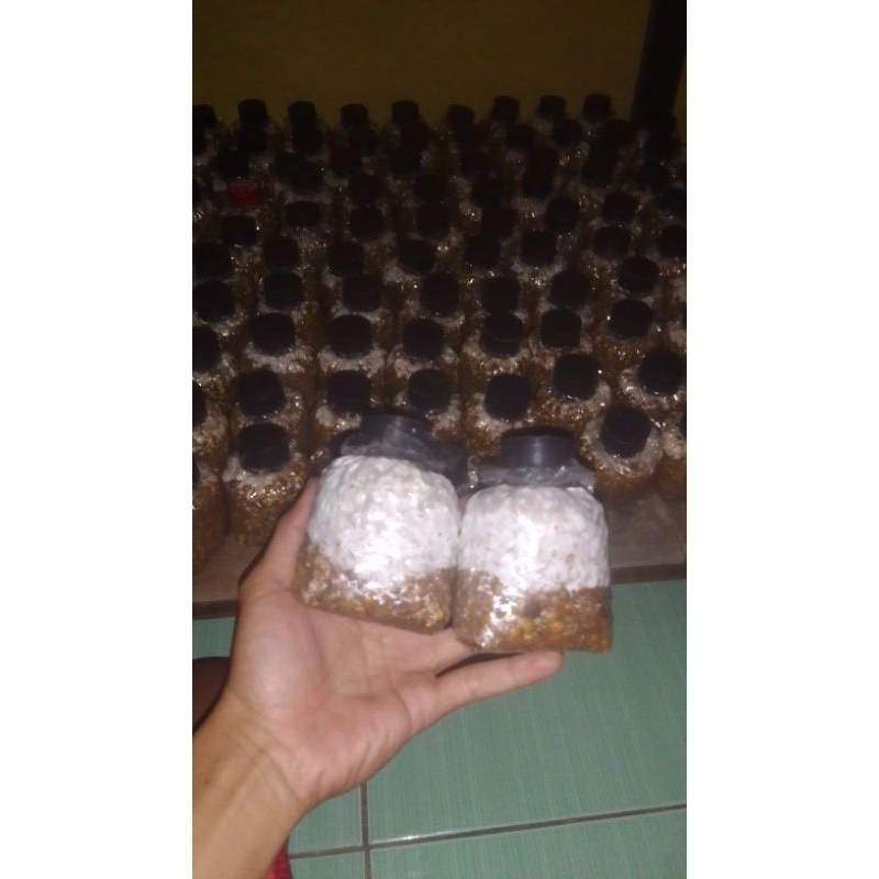 Paket Hemat Bibit F2 Jamur Tiram Isi 3 kemasan jenis florida murni