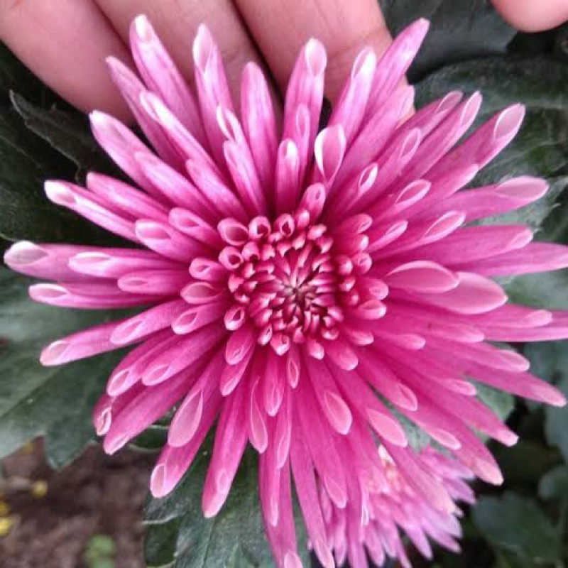 Tanaman Krisan Jarum Ungu