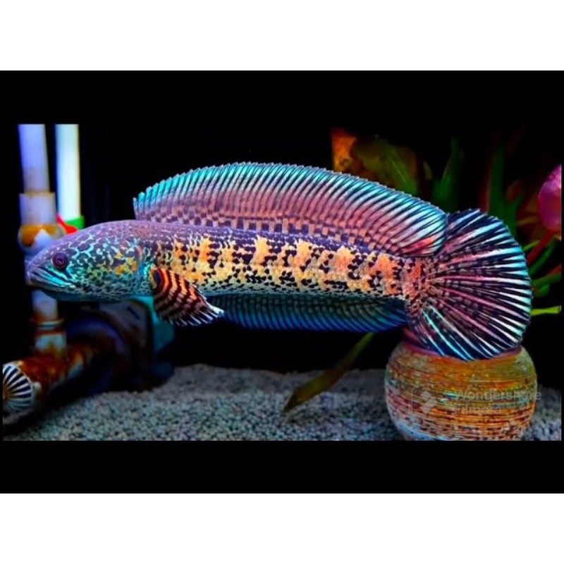 auranti 4cm up original