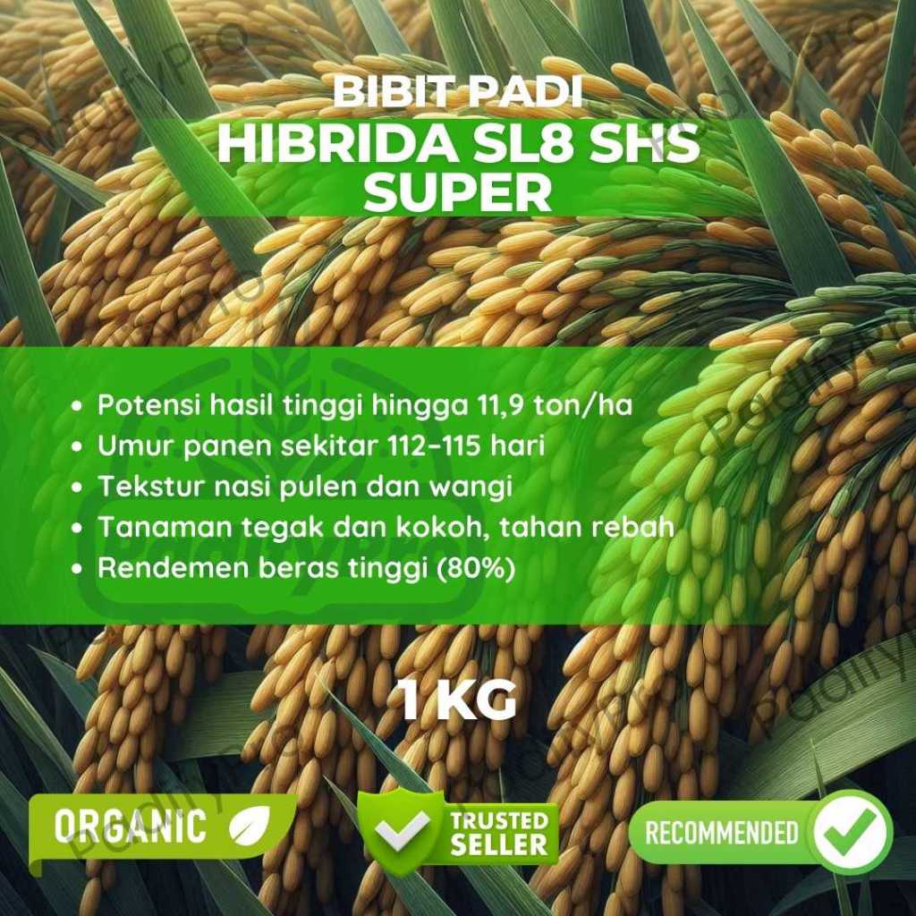 

Bibit Padi Hibrida SLB SHS Super Unggul Produktivitas Tinggi Tahan Hama Kemasan 1kg