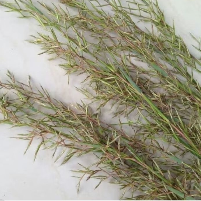 

Isi 2 ikat bunga sereh wangi sereh merah sereh Lanang segar