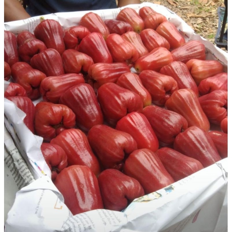 

Jambu Citra Pati 1kg – Manis, Segar, Kaya Manfaat | Buah Premium