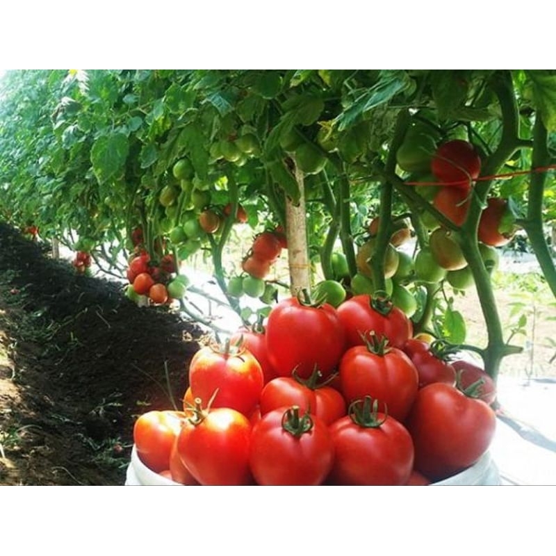 Biji Benih Tomat Sayur Hibrida Super Unggul (150 Biji)