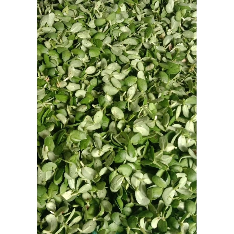 

Katel Pucuk Daun Kedelai 250g – Segar & Kaya Protein