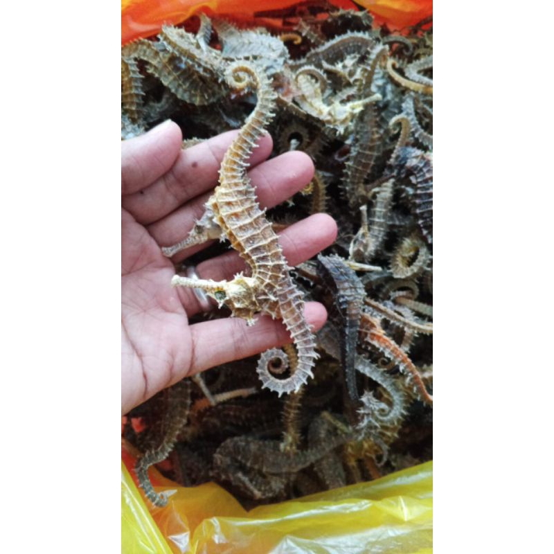 

KUDA LAUT 100GRAM SIZE 7-14 CM