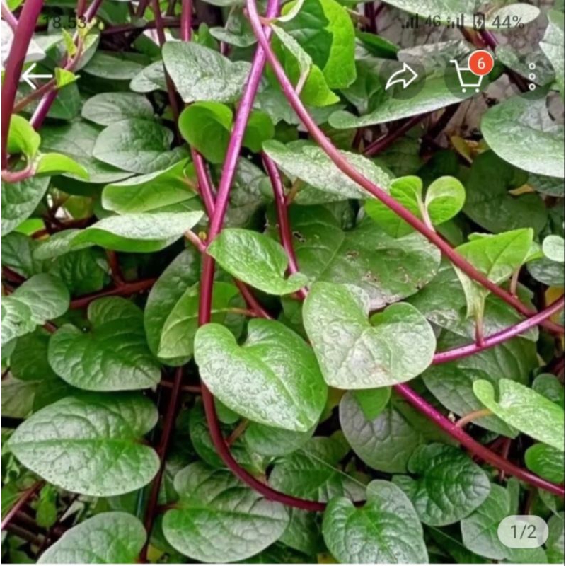 

baru herbal buah angkung/buah binahong segar per 100pcs