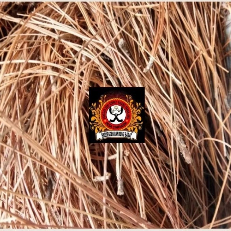 

Daun Pinus Kering Asli Original 1 kg