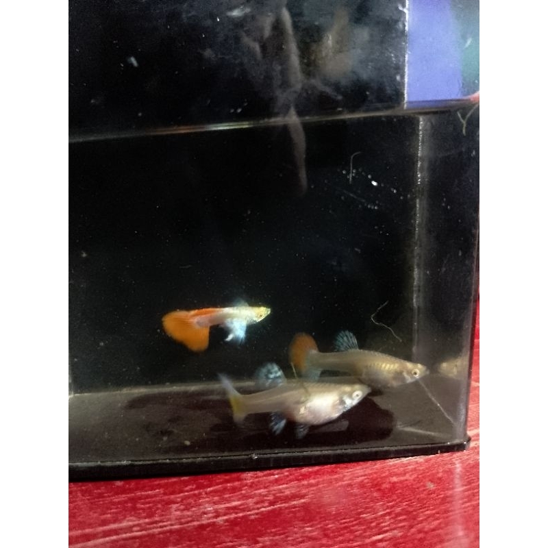 Hiasan Akuarium Albino Prtde