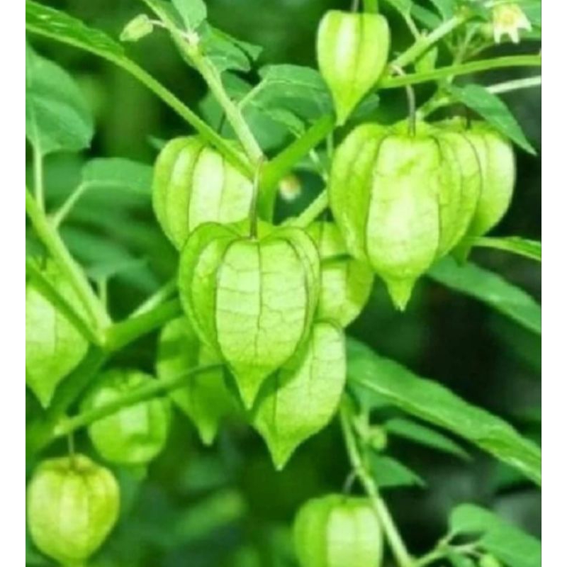 

Jual daun ciplukan atau cecenet segar organik 500 g