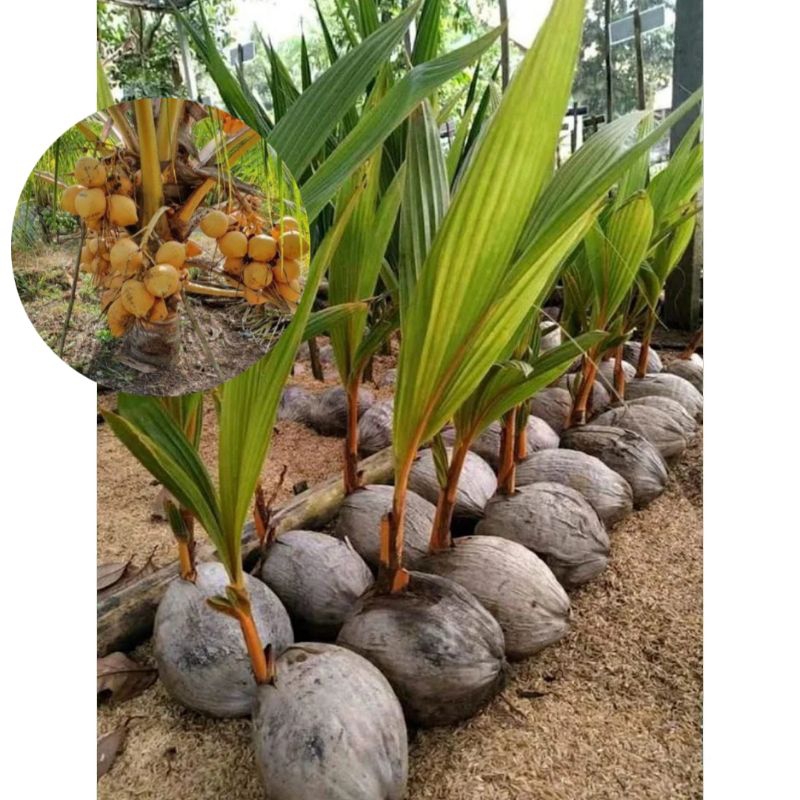 Bibit Kelapa Gading Kuning Super Berbuah Pendek