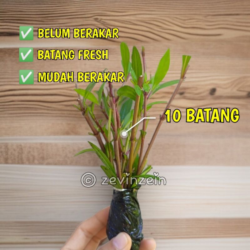 

Paket 10 Stek Batang Prasman/Genjik ( BELUM BERAKAR )