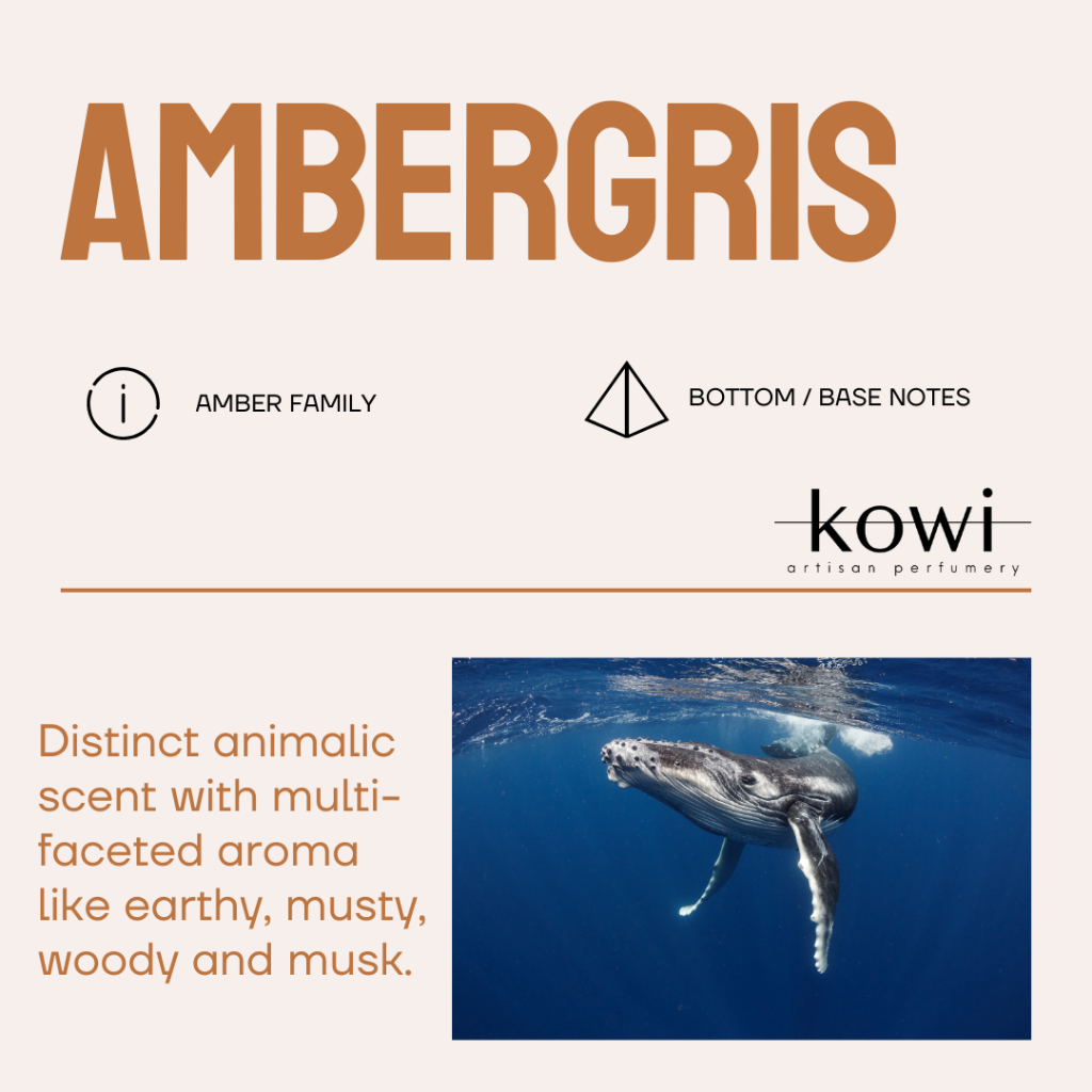 AMBERGRIS AROMA (ACCORDS)